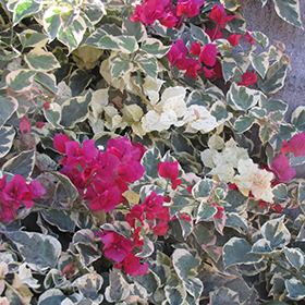 Plant Photo 2