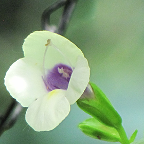 Plant Photo 1