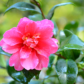 Plant Photo 6
