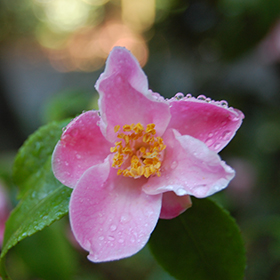 Plant Photo 4
