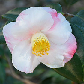 Plant Photo 6