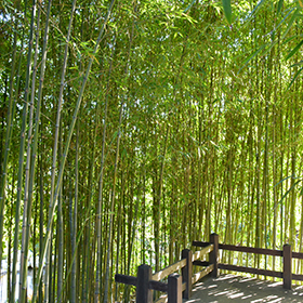 Bamboo Photo