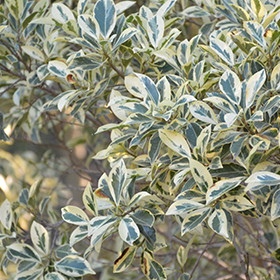 Plant Photo 9