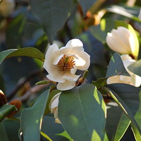 Plant Photo 9