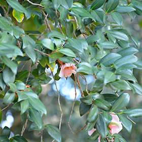 Plant Photo 2
