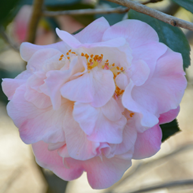 Plant Photo 3