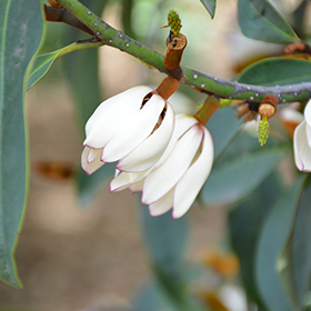 Plant Photo 10