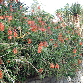 Plant Photo 1