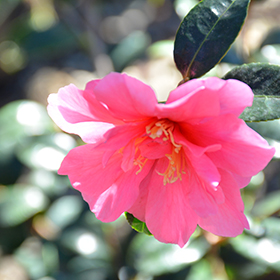 Plant Photo 5