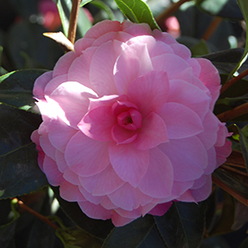 Plant Photo 9