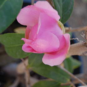 Plant Photo 4