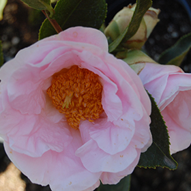 Plant Photo 5