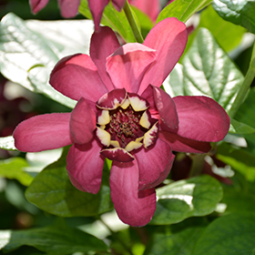 Plant Photo 9