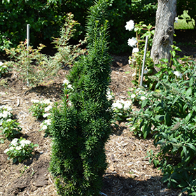 Plant Photo 1