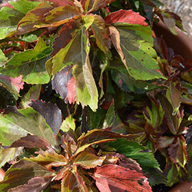 Plant Photo 1