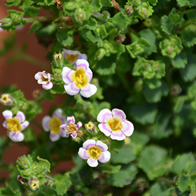 Plant Photo 4