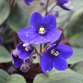 Plant Photo 3