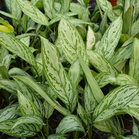 Plant Photo 5