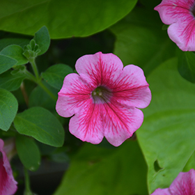 Plant Photo 9