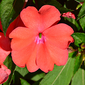 Plant Photo 9