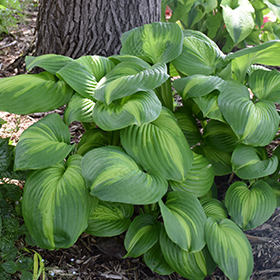 Plant Photo 8