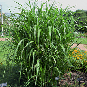 Plant Photo 9