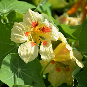 Plant Photo 3