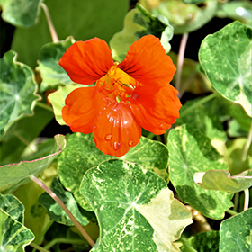 Plant Photo 2