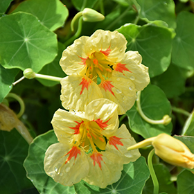 Plant Photo 1