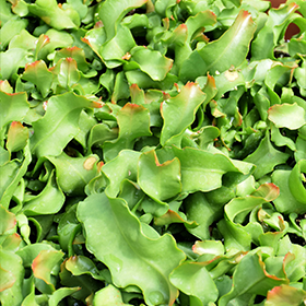 Plant Photo 1