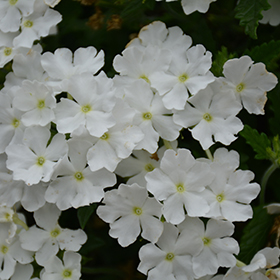 Plant Photo 5