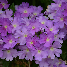 Plant Photo 4