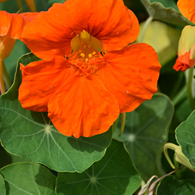 Plant Photo 10