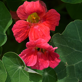 Plant Photo 5