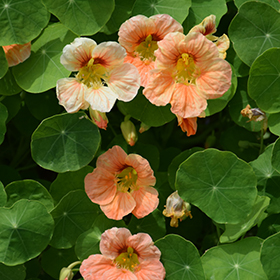 Plant Photo 6