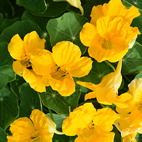 Plant Photo 8