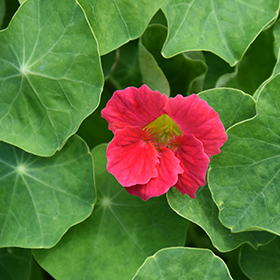 Plant Photo 3