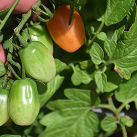 Plant Photo 5