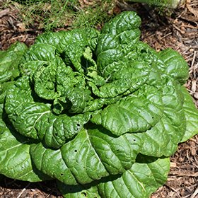 Plant Photo 2
