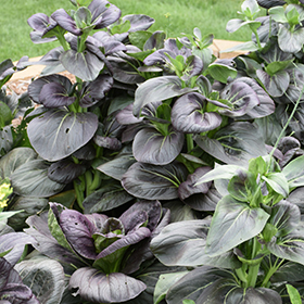 Plant Photo 4