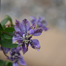 Plant Photo 9
