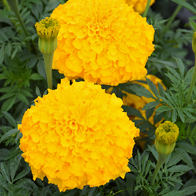 Plant Photo 5