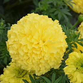Plant Photo 7