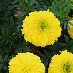 Plant Photo 8