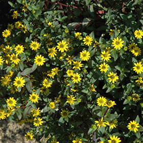Plant Photo 1