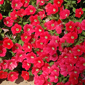 Plant Photo 3