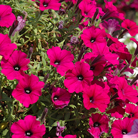 Plant Photo 6