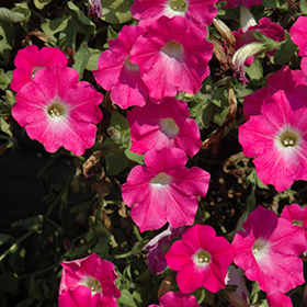 Plant Photo 5