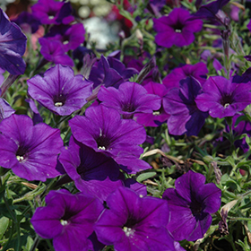Plant Photo 3