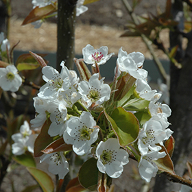 Plant Photo 2
